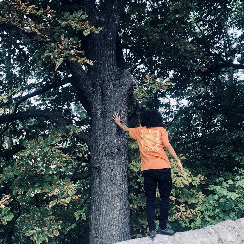 A person stands on a rock, reaching out to touch a tree.